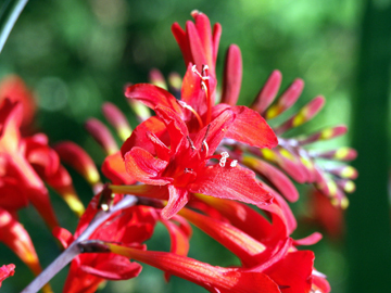 Crocosmia