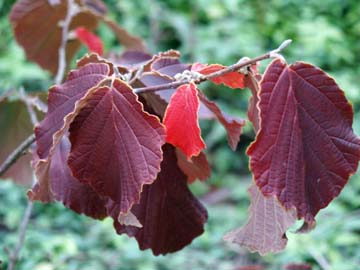 Hamamelis