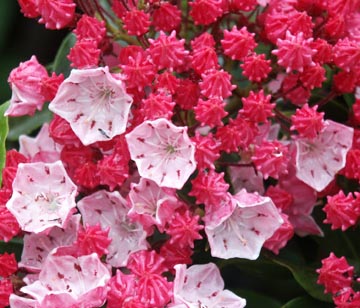 Kalmia