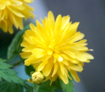 Kerria japonica