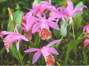 Pleione