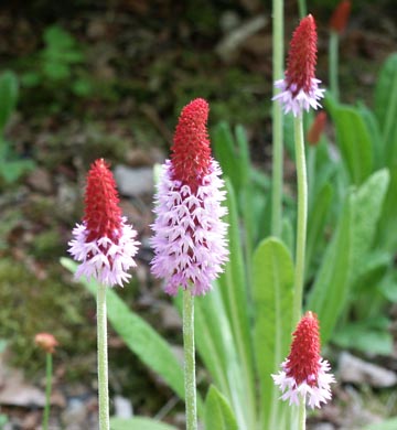 Primula vialii