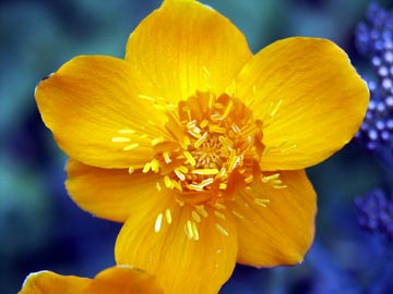 Trollius