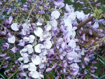 Wisteria