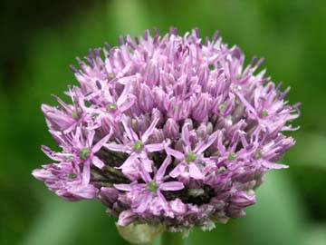 Allium