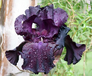 Black Iris