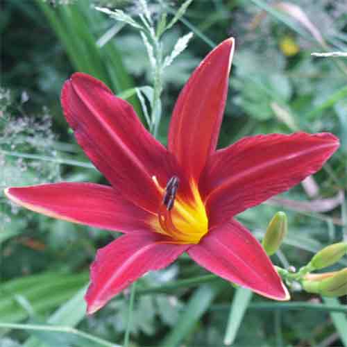 Day Lily