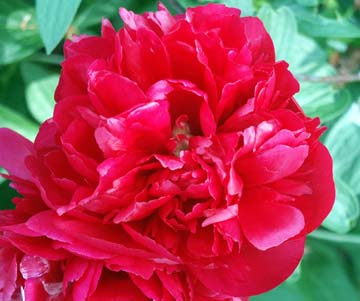 Peony