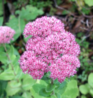 Sedum