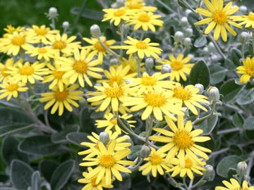 Senecio