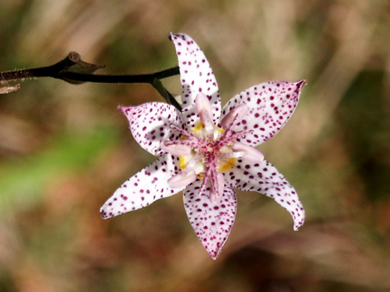 Tricyrtis