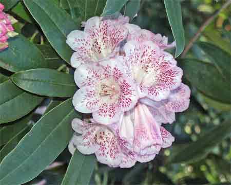 R. irroratum 'Polkadot'