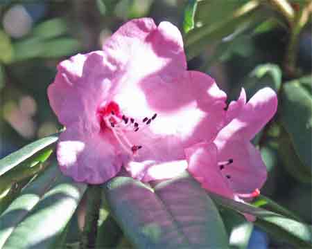 R. pachytrichum
