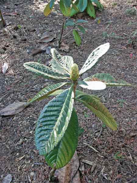 R. sinogrande