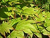 Tsuma Beni