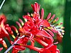 Crocosmia