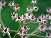 Darmera peltata