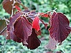 Hamamelis