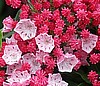 Kalmia