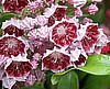 Kalmia