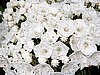 White Kalmia