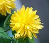 Kerria japonica