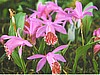 Pleione