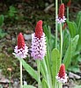 Primula vialii