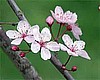 Prunus