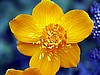 Trollius