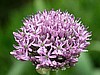 Allium