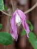 Clematis