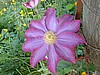 Clematis Pink Champagne