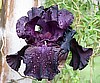 Black Iris