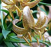 Species Lily