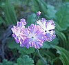 Primula