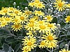 Senecio