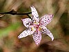 Tricyrtis