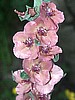 Verbascum