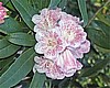 R. irroratum 'Polkadot'