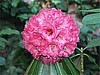 R. lanigerum