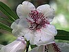 R. parmulatum 'Ocelot'