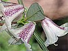 R. parmulatum 'Ocelot'